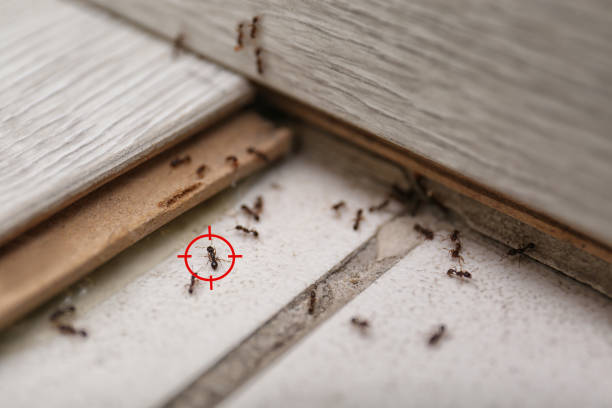 Bird Control in Manville, NJ