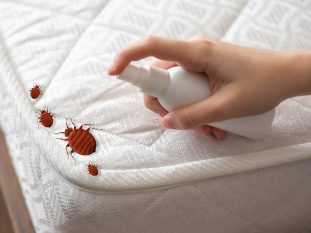 Best Wasp Removal Services  in Manville, NJ
